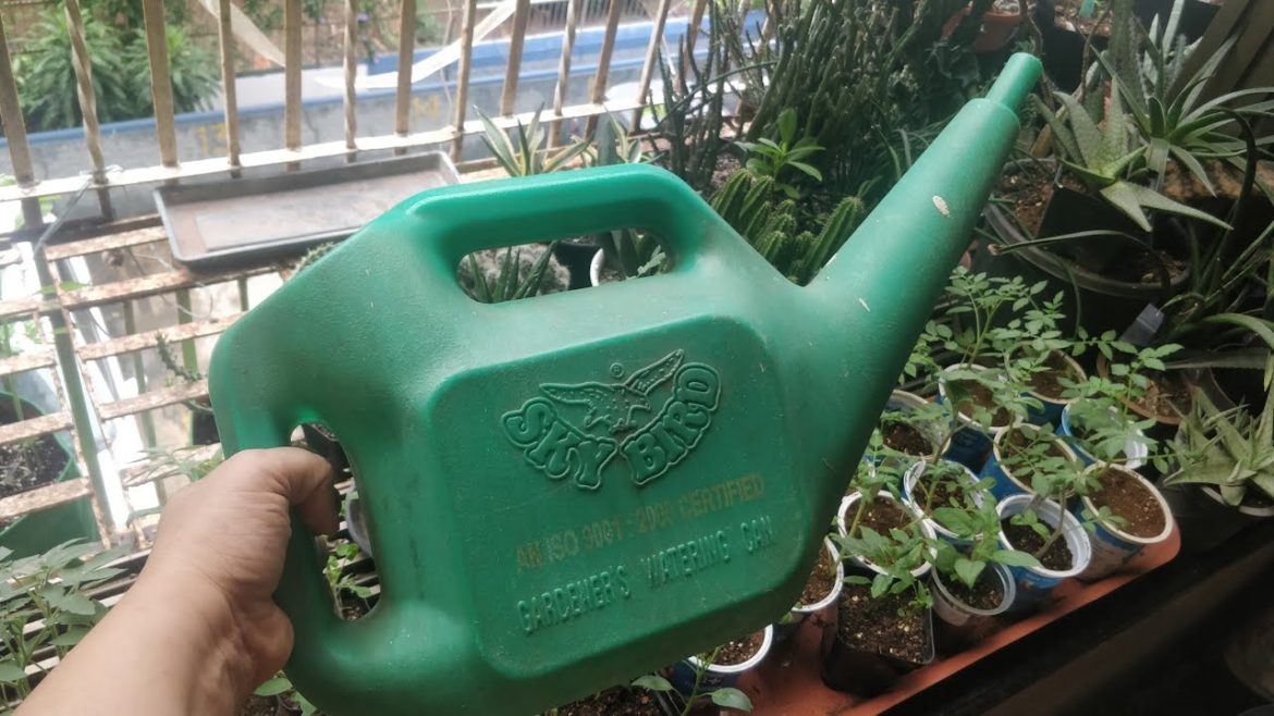 Watering Tips 💦 for the vegetable container  Garden - How much , how often ?