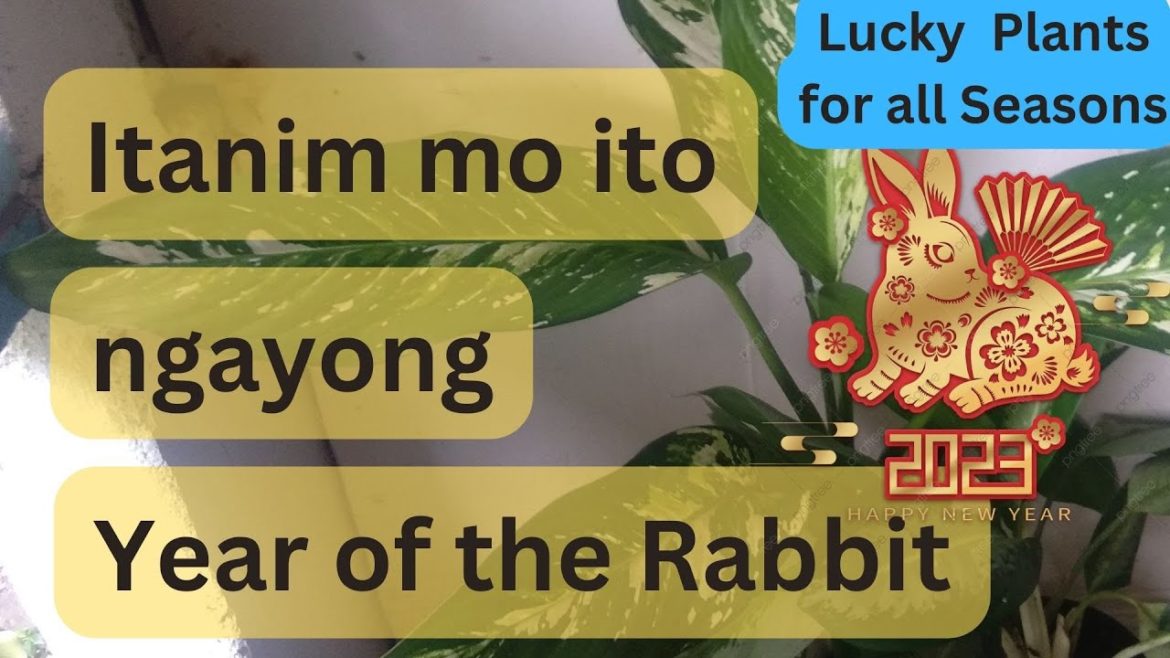 Swerteng tanim ngayong year of the Rabbit