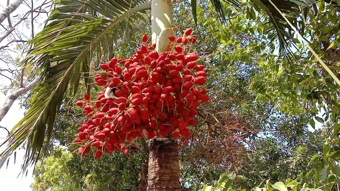 Adonidia merrillii, #manila palm, Адонидия Мерриллии, Манильская пальма,, Telapak tangan Manila Adonidia merrillii, #manila palm, Адонидия Мерриллии, Манильская пальма,, Telapak tangan Manila