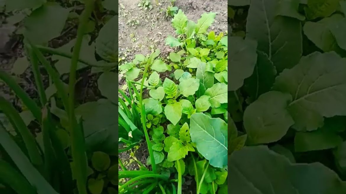 Govi Plant In My 😀😂 #shorts #trending #viral #funny #music