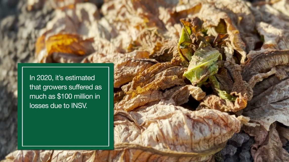 Something is Hiding in the Lettuce Capital of the World Something is Hiding in the Lettuce Capital of the World