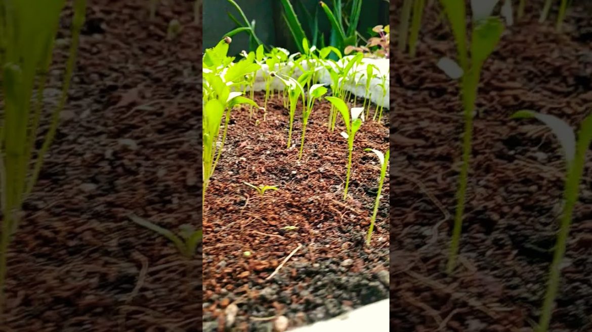 organic dhaniya 🌱😁🙉🤘#cozy #plant #gardening #tips #hack #samllgarden #viral #trending #short