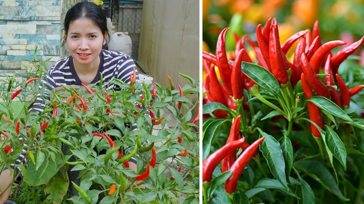 Tips for growing chili Get high yields Easy for beginners