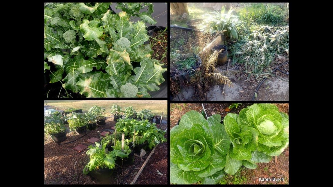 Exploring the Garden After the Big Freeze Not all that bad Exploring the Garden After the Big Freeze Not all that bad