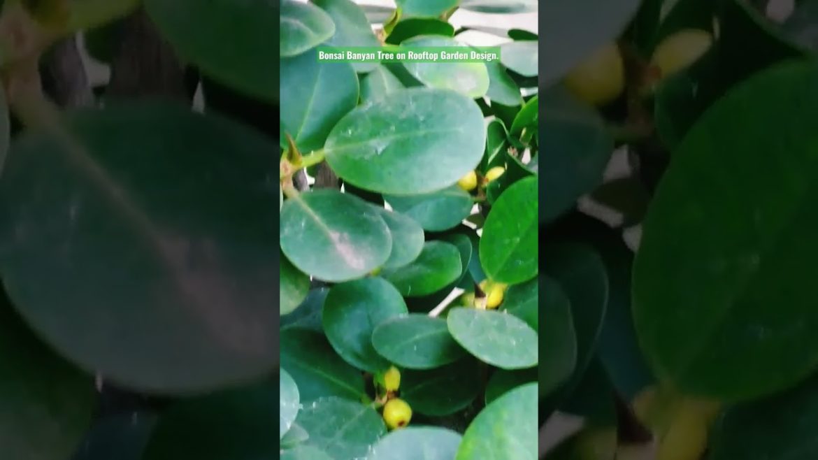Bonsai Banyan Tree on Rooftop Garden Design. #shorts #short Bonsai Banyan Tree on Rooftop Garden Design. #shorts #short