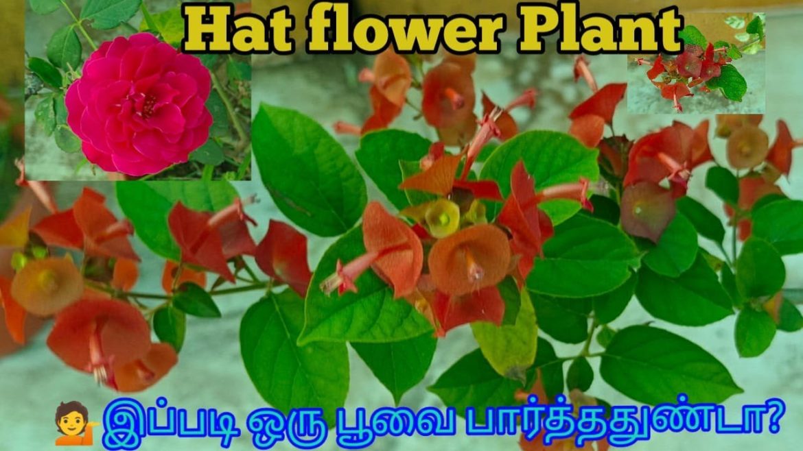 🌟New Plant varierty/Chinese hat plant growing tips and tricks/Sanguinea plant care#GardeningTips 🌟New Plant varierty/Chinese hat plant growing tips and tricks/Sanguinea plant care#GardeningTips