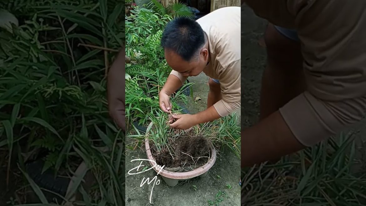 Harvesting Red Ginger in the Container | DoyMo Harvesting Red Ginger in the Container | DoyMo