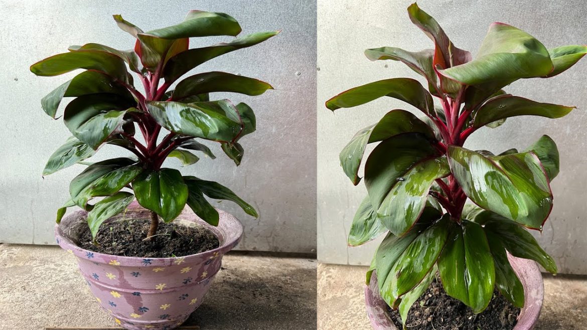 HOW TO MAKE MANGO FERTILIZER| Garden Tips.