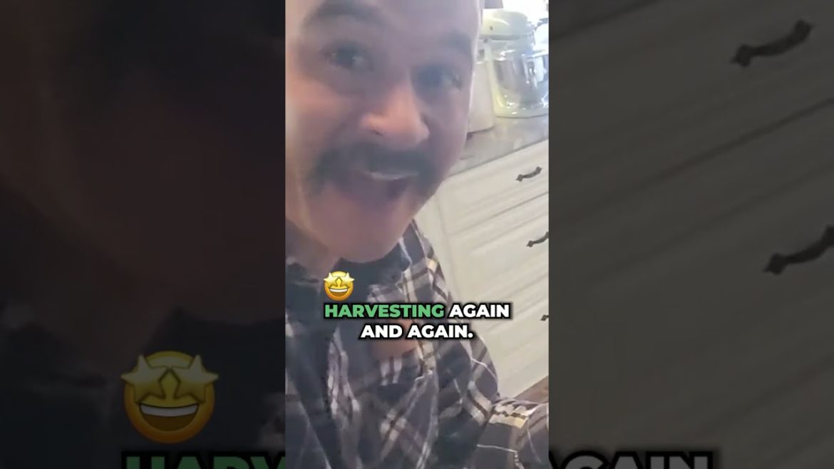 Cultivating Boom Room  Mushroom #Shorts #gardening #mushroom