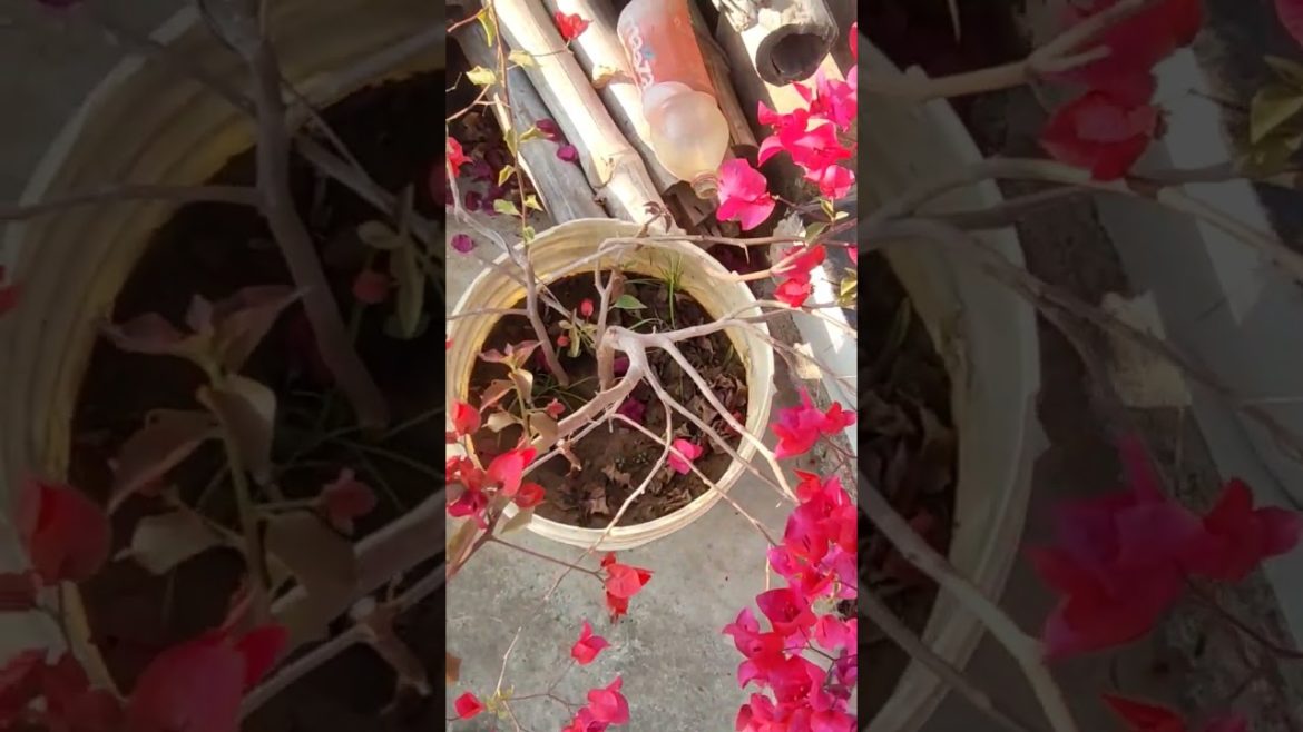 bougainvillea falwer in my garden #balcony #gardening #shortvideo #youtubeshorts