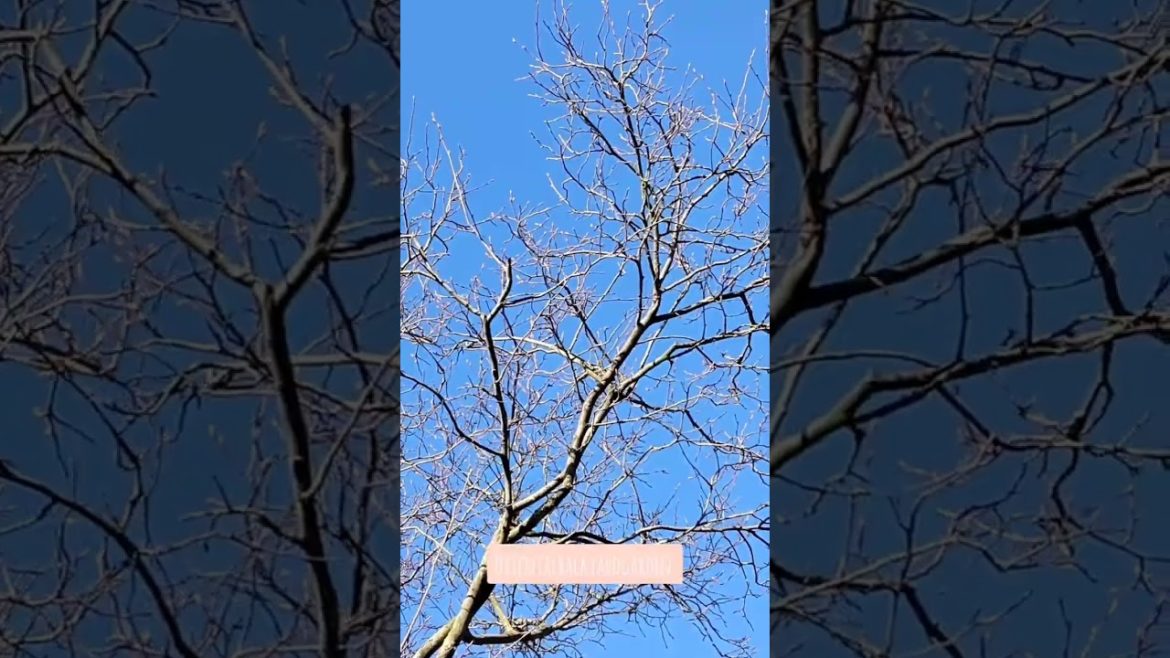 Orientalbackyardgarden,New Buds, #garden, #cottagegarden #englishgarden #gardening