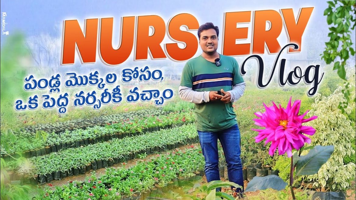 పండ్ల మొక్కల కోసం ఒక ప్రముఖ నర్సరీకీ వచ్చాం Nursery vlog #gardening #nusery