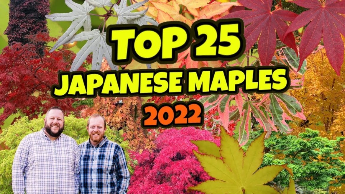 Top 25 Japanese Maples of 2022 | Customer Choice | MrMaple.com Podcast #14
