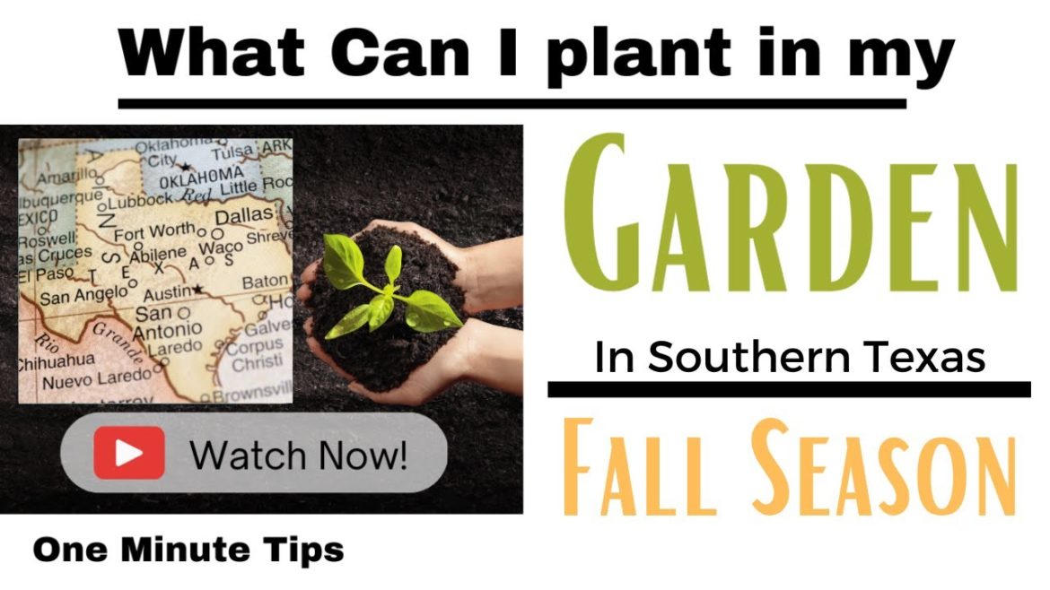 One Minute Tips – Garden – Southern Texas -What can I Plant in my Garden for Fall Season! One Minute Tips - Garden - Southern Texas -What can I Plant in my Garden for Fall Season!