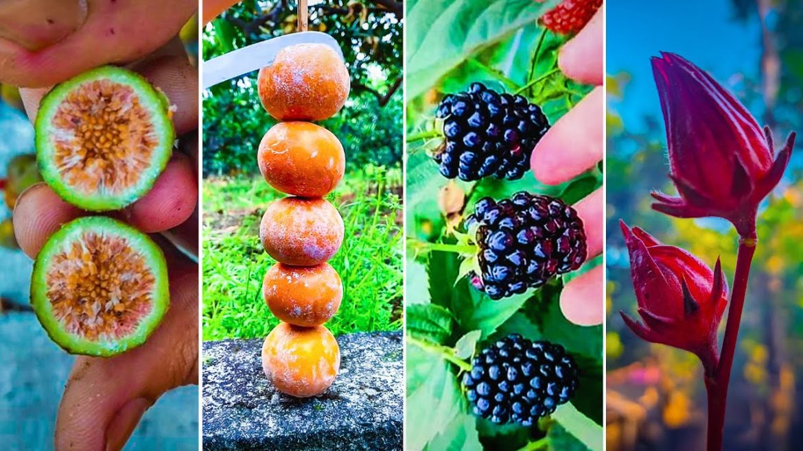 🍓🍇The Most Popular Fruit In The World!🥝🍒🥭 06