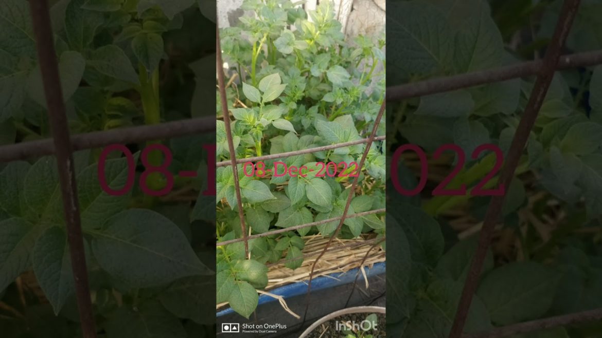 Chip sona Patato in container on terrace Garden