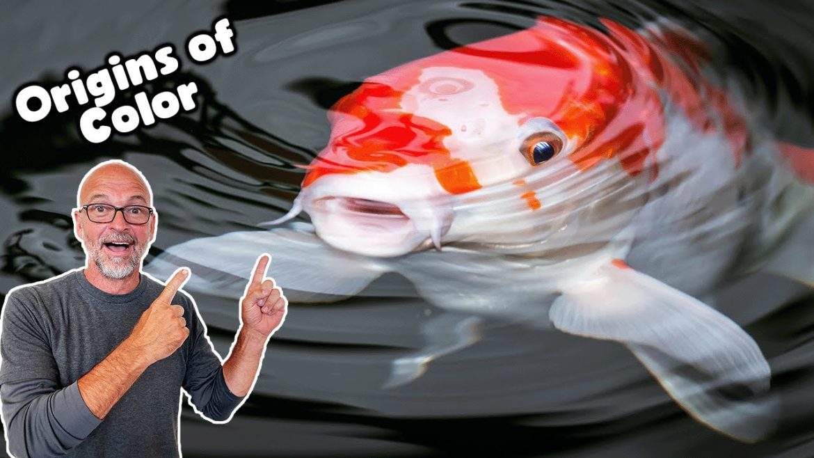 Worlds Best Fish! Japanese Koi Origins