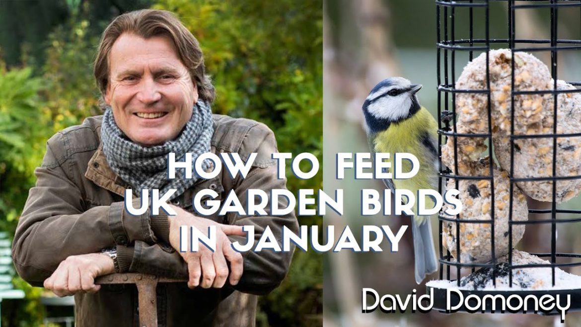 How to looking after garden birds in the UK in January How to looking after garden birds in the UK in January