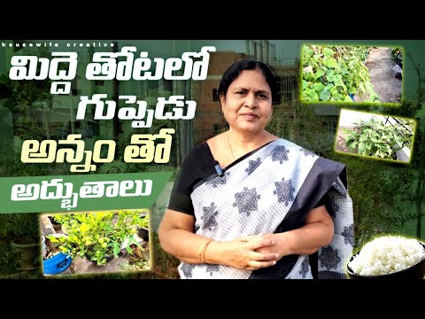 గుప్పెడు అన్నంతో మిద్దె తోటలో అద్భుతాలు కిచెన్ కంపోస్ట్ వివరాలు|| midde thota tips/gardening గుప్పెడు అన్నంతో మిద్దె తోటలో అద్భుతాలు కిచెన్ కంపోస్ట్ వివరాలు|| midde thota tips/gardening