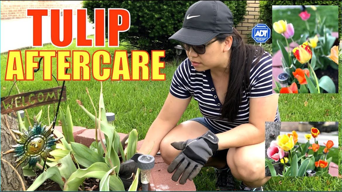 What to Do With Tulips After They Bloom | Garden Tips | Pinay Mom in America | The Carchedi Family