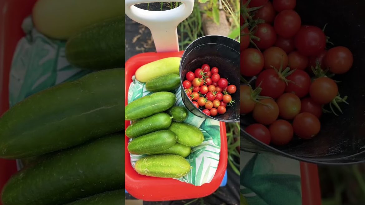 ππ₯π#Food im growing 2023 #food shortages #self sufficient ππ₯π#Food im growing 2023 #food shortages #self sufficient