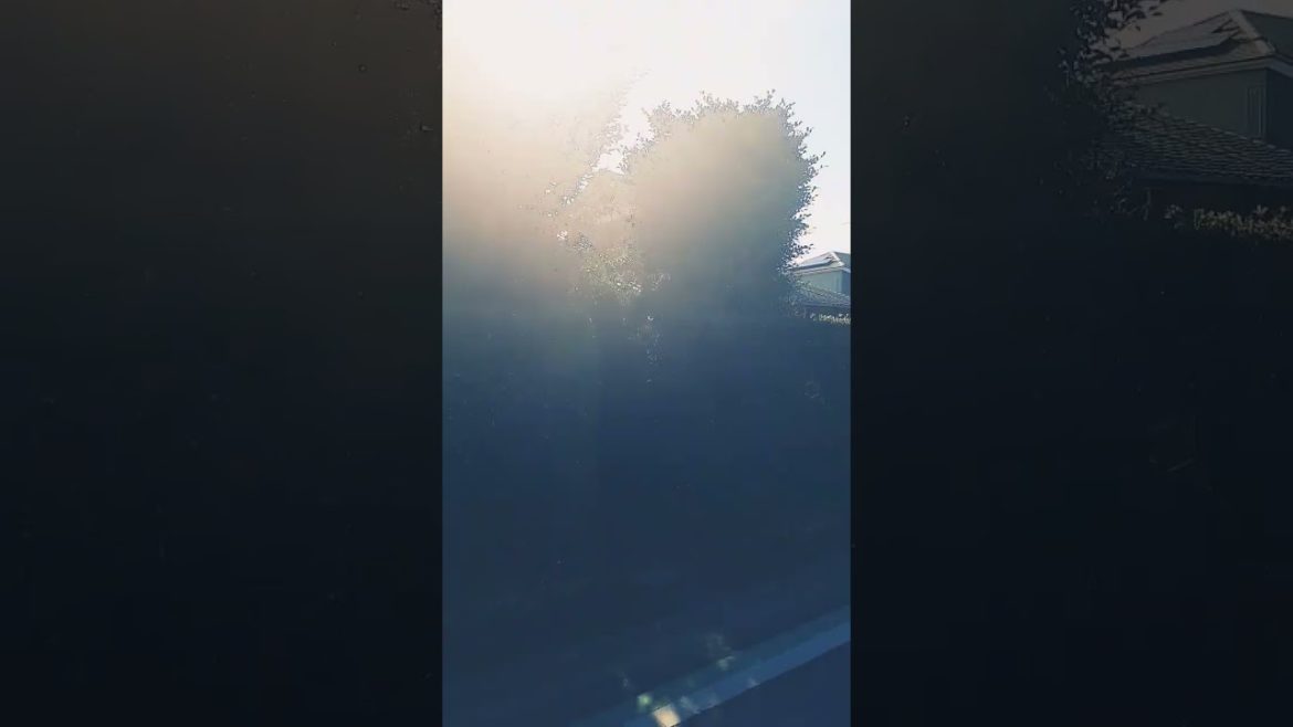 Japanese hedge entrance