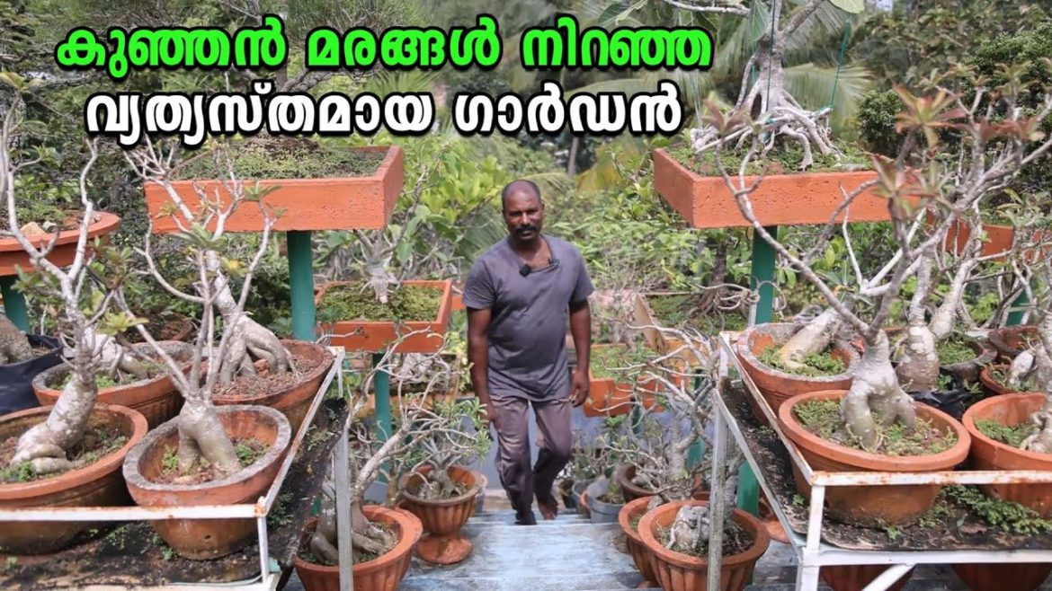 കൗതുകമായി ജെയിംസിന്റെ ബോൺസായ് ഗാർഡൻ | Variety Bonsai Garden Kerala കൗതുകമായി ജെയിംസിന്റെ ബോൺസായ് ഗാർഡൻ | Variety Bonsai Garden Kerala
