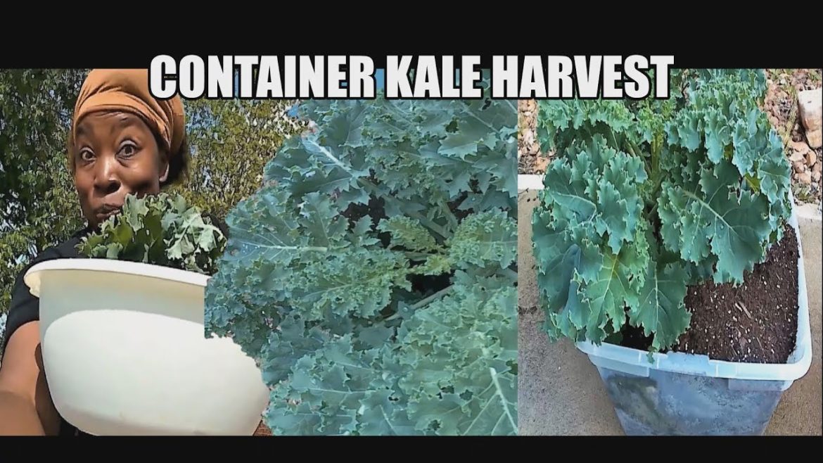 Container Garden Kale Harvest Container Garden Kale Harvest