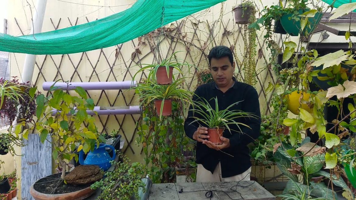 Plants Online Delivery All Over in Pakistan | My New Channel @izhar Garden