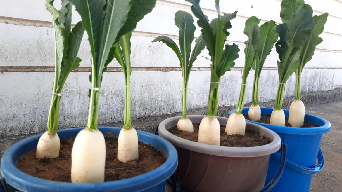 No need for a garden, Tips to growing white radish from seeds very easy big tuber