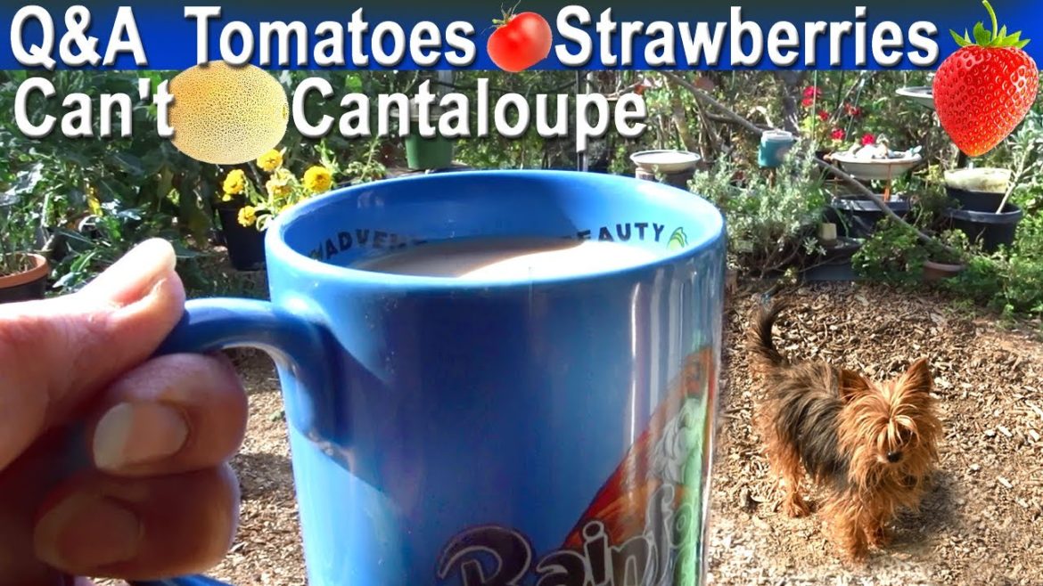 Container Gardening Q&A Growing Tomatoes in Freezing Temps, Best Strawberries, No Cantaloupe for Me Container Gardening Q&A Growing Tomatoes in Freezing Temps, Best Strawberries, No Cantaloupe for Me
