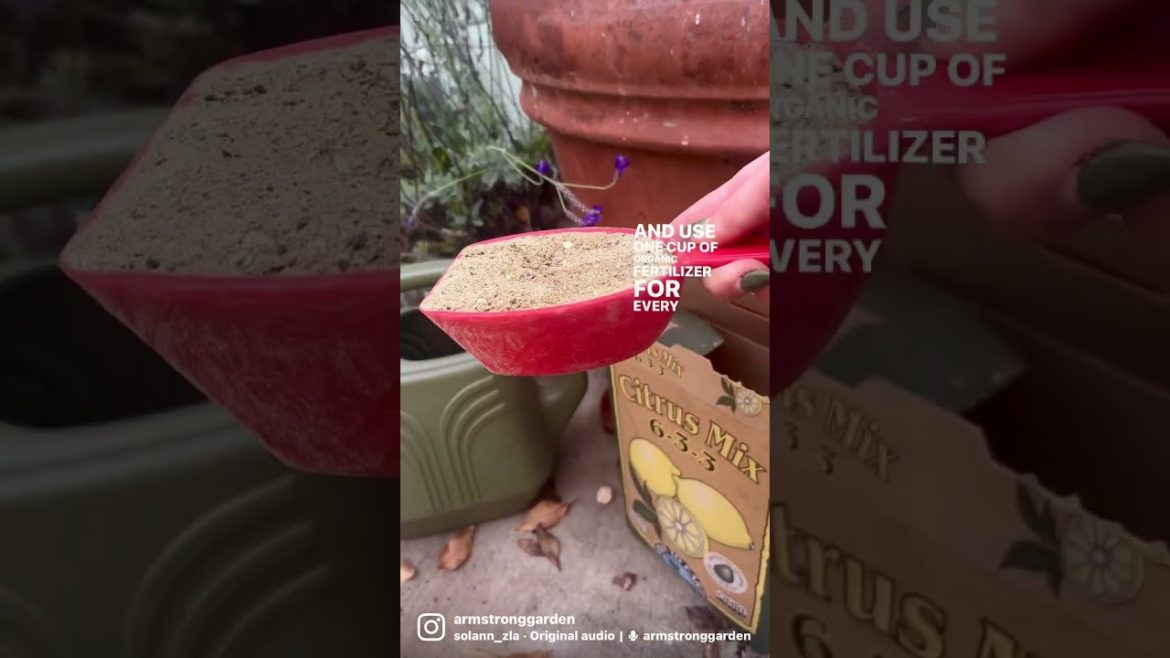 Essential Meyer Lemon Tree Harvest and Pro Tips for Gardeners Essential Meyer Lemon Tree Harvest and Pro Tips for Gardeners