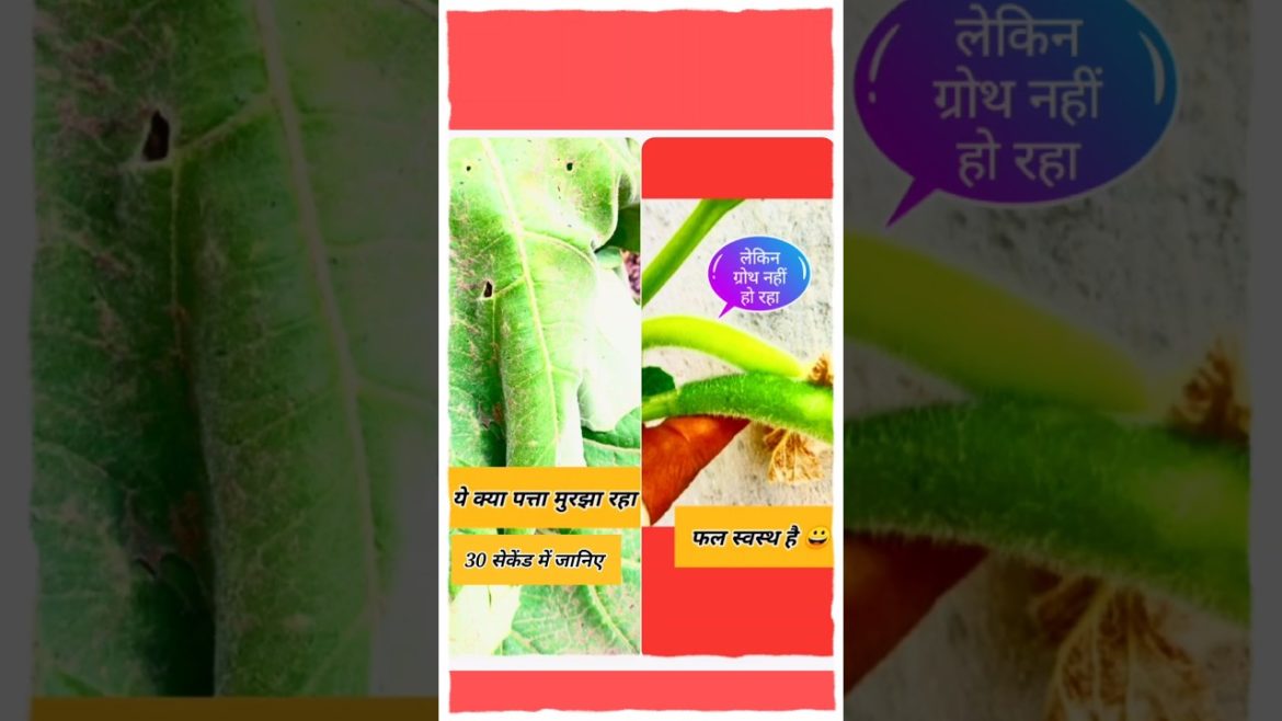 #shorts#gardening tips & home Gardening#garden ideas care & Bottle gourd growing at home #shorts#gardening tips & home Gardening#garden ideas care & Bottle gourd growing at home