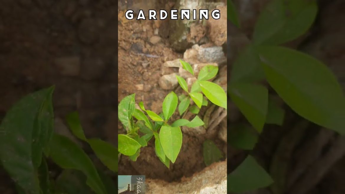 GARDENING || #bangalore #bengaluru #gardening #gardeningtips #ginger #gingerplant #plum #nature
