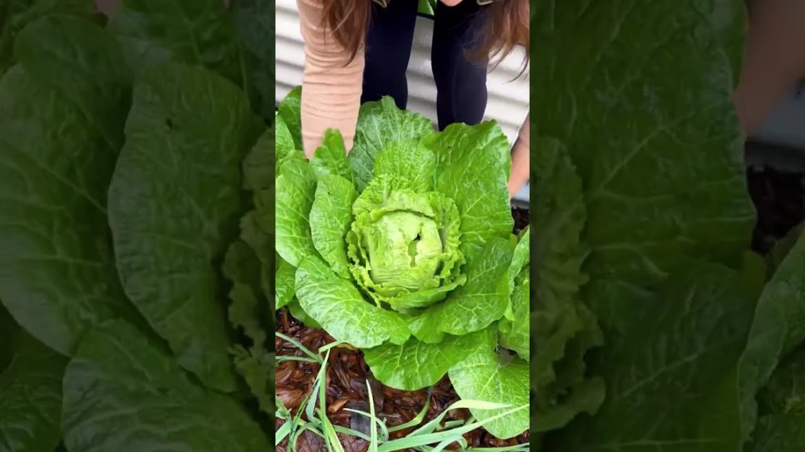 Harvest #ytshorts #shorts #harvest