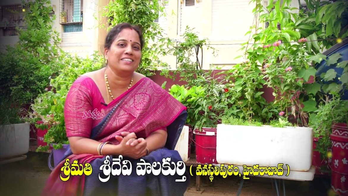 టెర్రస్ గార్డెనింగ్ తో ఇంటినే ఫ్లవర్ హౌస్ || శ్రీమతి శ్రీదేవి టెర్రస్ గార్డెనింగ్ తో ఇంటినే ఫ్లవర్ హౌస్ || శ్రీమతి శ్రీదేవి