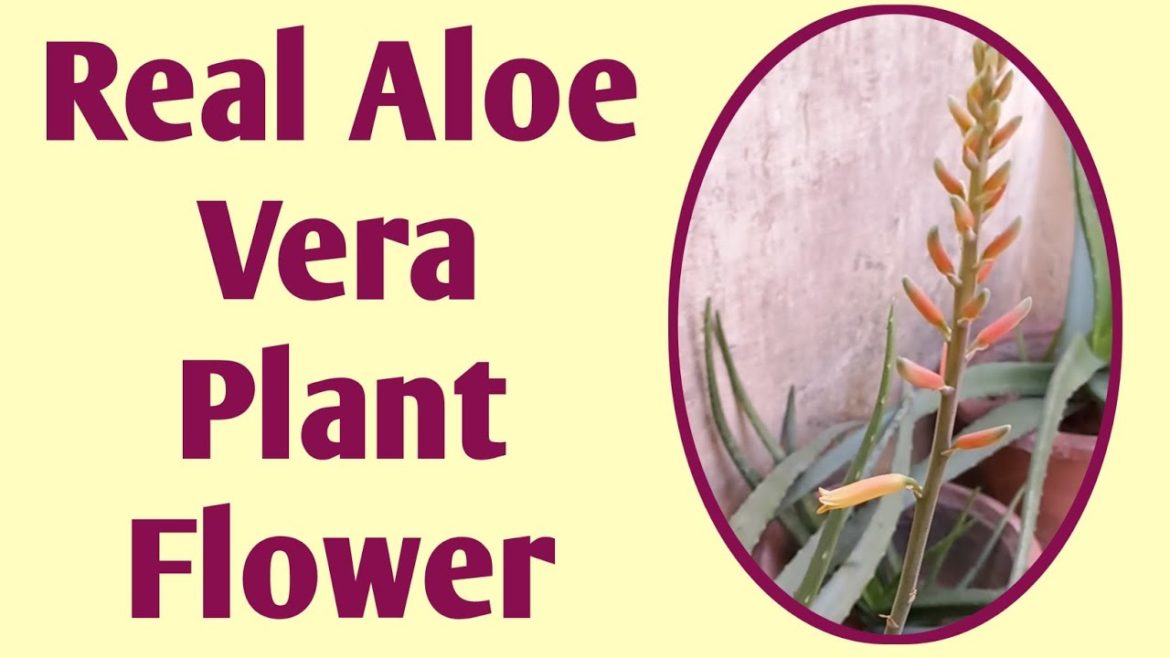 real aloevera flower || #shorts #ediblealoevera #ytshorts @savitasaini333