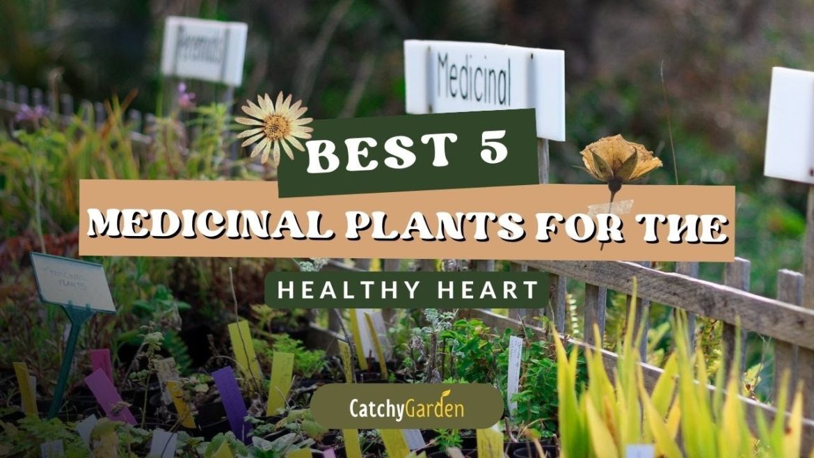 Best 5 Medicinal Plants For The Healthy Heart π±βοΈ // Gardening Tips Best 5 Medicinal Plants For The Healthy Heart π±βοΈ // Gardening Tips