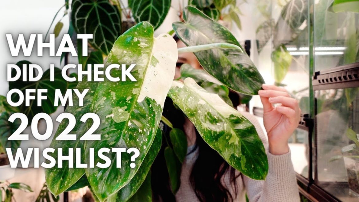 8 plants I managed to check off my 2022 wishlist! 8 plants I managed to check off my 2022 wishlist!