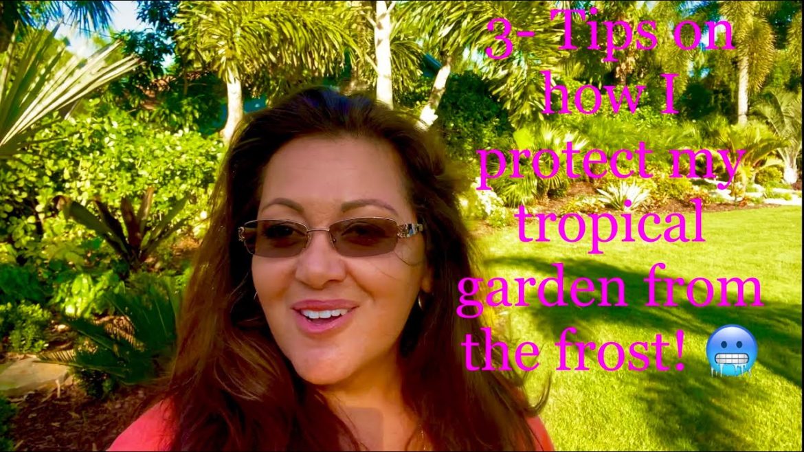 Florida is getting cold y’all. 3- tips on how to keep your tropical plants safe from the frost.