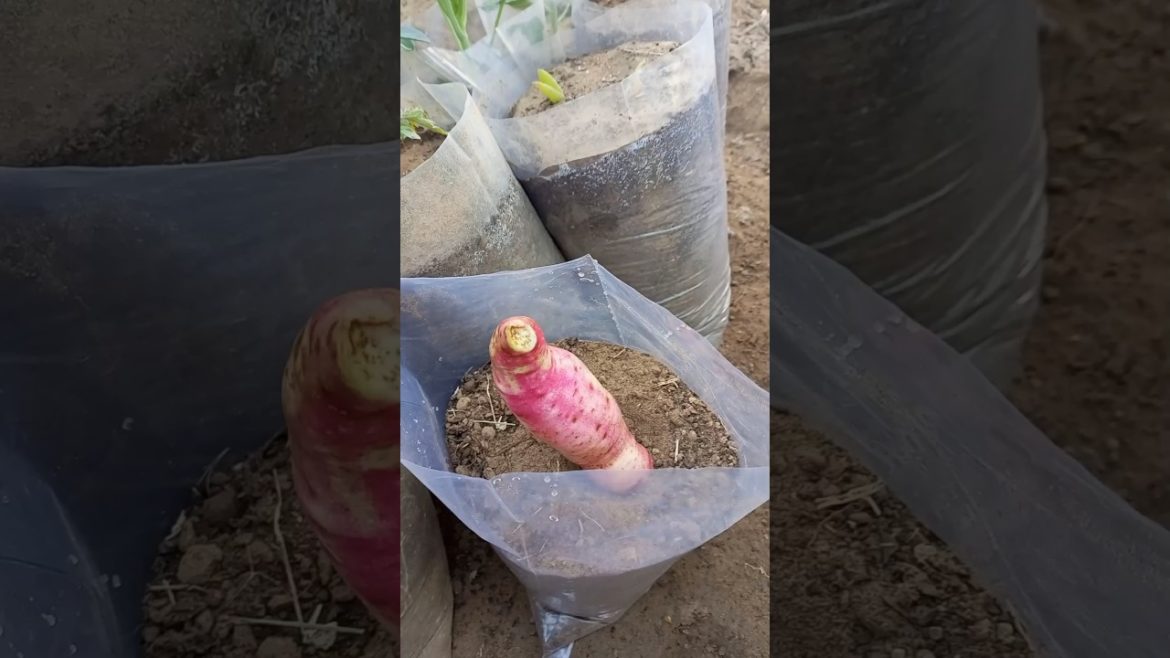 Sweet potato plant for next year #shorts #short #gardening
