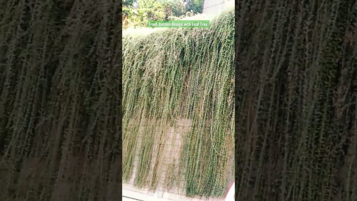 Front Garden Design with Leaf Tree. #viral #viralvideo #gardening #shorts #shortsvideo . Front Garden Design with Leaf Tree. #viral #viralvideo #gardening #shorts #shortsvideo .