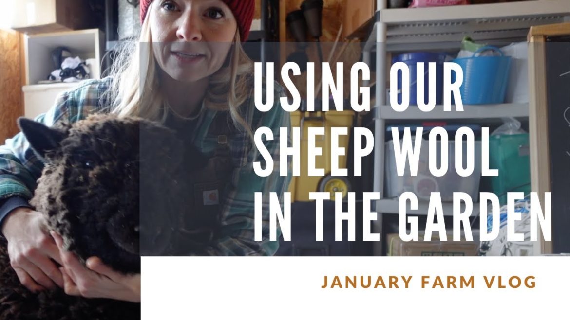 January farm vlog: Naughty sheep, shed organizing, and wool in soil blocks?! January farm vlog: Naughty sheep, shed organizing, and wool in soil blocks?!