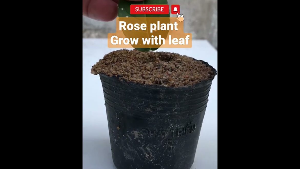 Rose plant grow from leaf ||Rose plant kaise grow kare #gardeningtips #roseplantcare