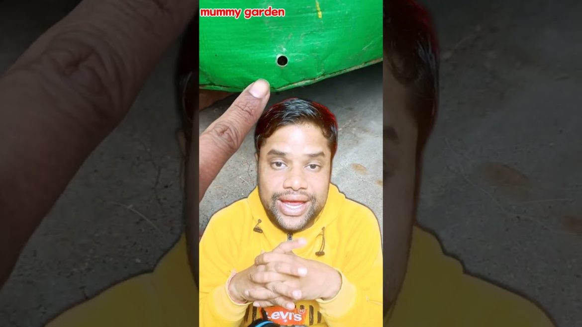 Grow Bag v/s Plastic Pot #shorts #gardening #tarracegarden @mummygarden