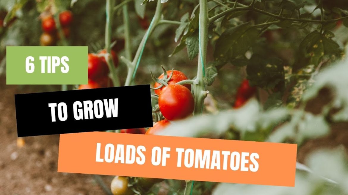 Tips to growing better tomatoes