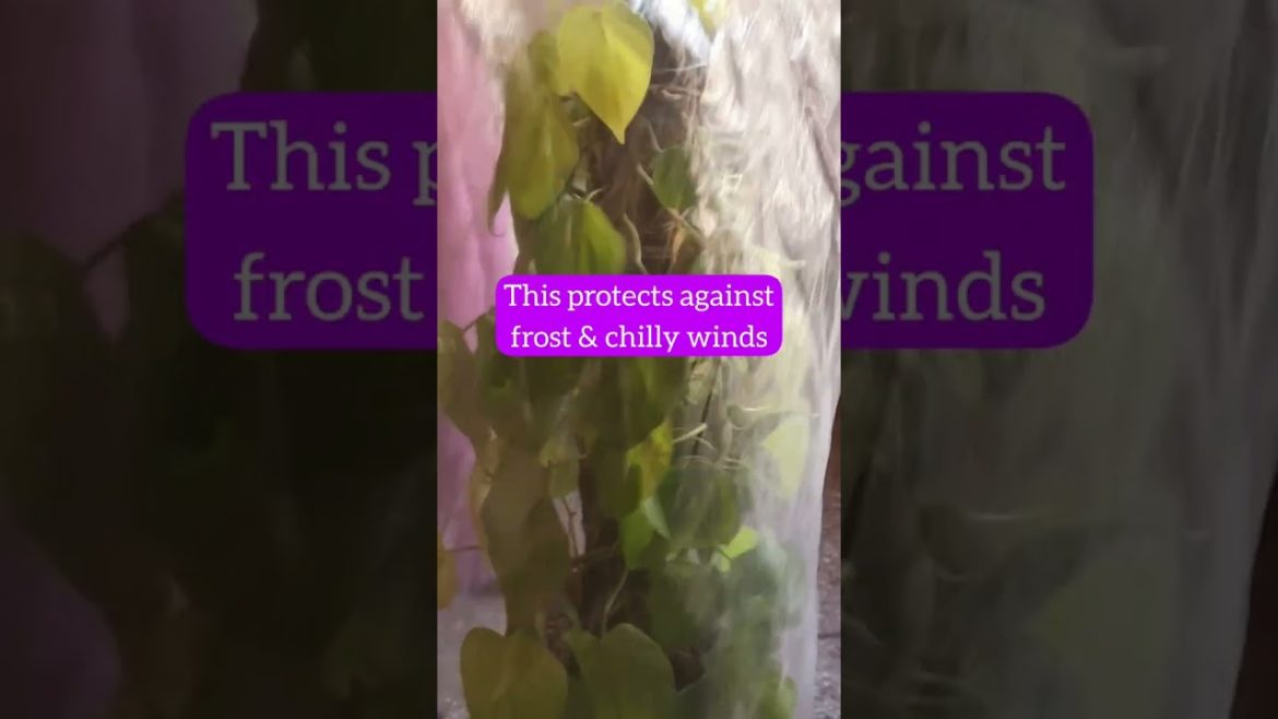 Winter plant care tip must follow!  I For foliage plants I Easy Gardening with Chandana