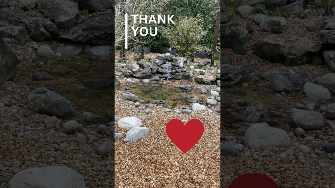 Pond Renovation – Design – Install – 5 star review by Ponds by Michael Wheat Pond Renovation - Design - Install - 5 star review by Ponds by Michael Wheat