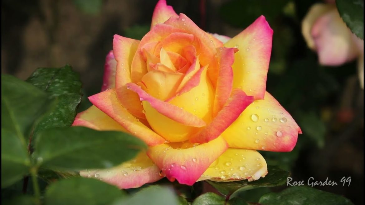 Beautiful Rose Flower || Roof Top Gardening Beautiful Rose Flower || Roof Top Gardening