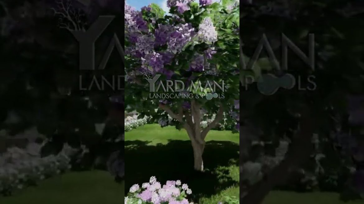 Backyard Landscaping & Swimming Pool | Landscape and Pool Design for a Private Villa